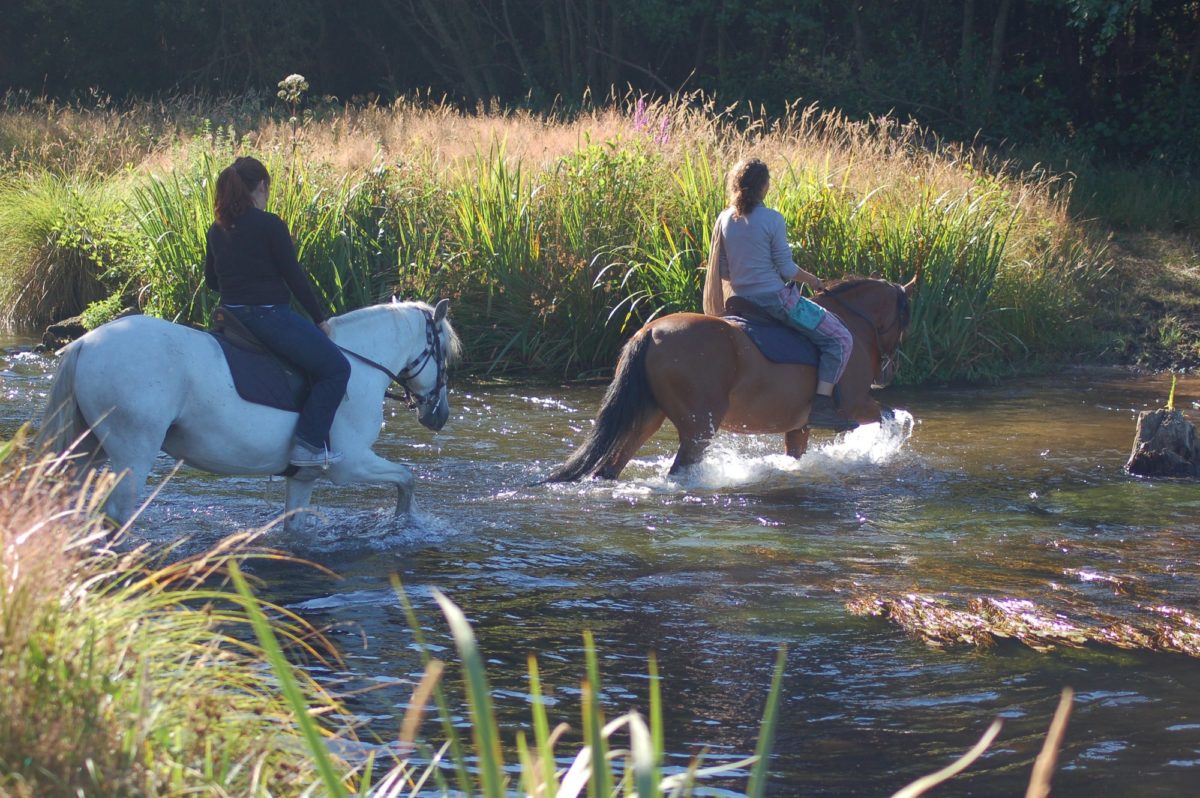 Cavaliers traversant un cours d’eau en forêt landaise