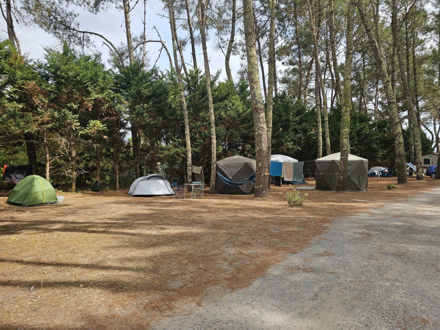 Emplacements sous les pins au Camping Le Gaoucher