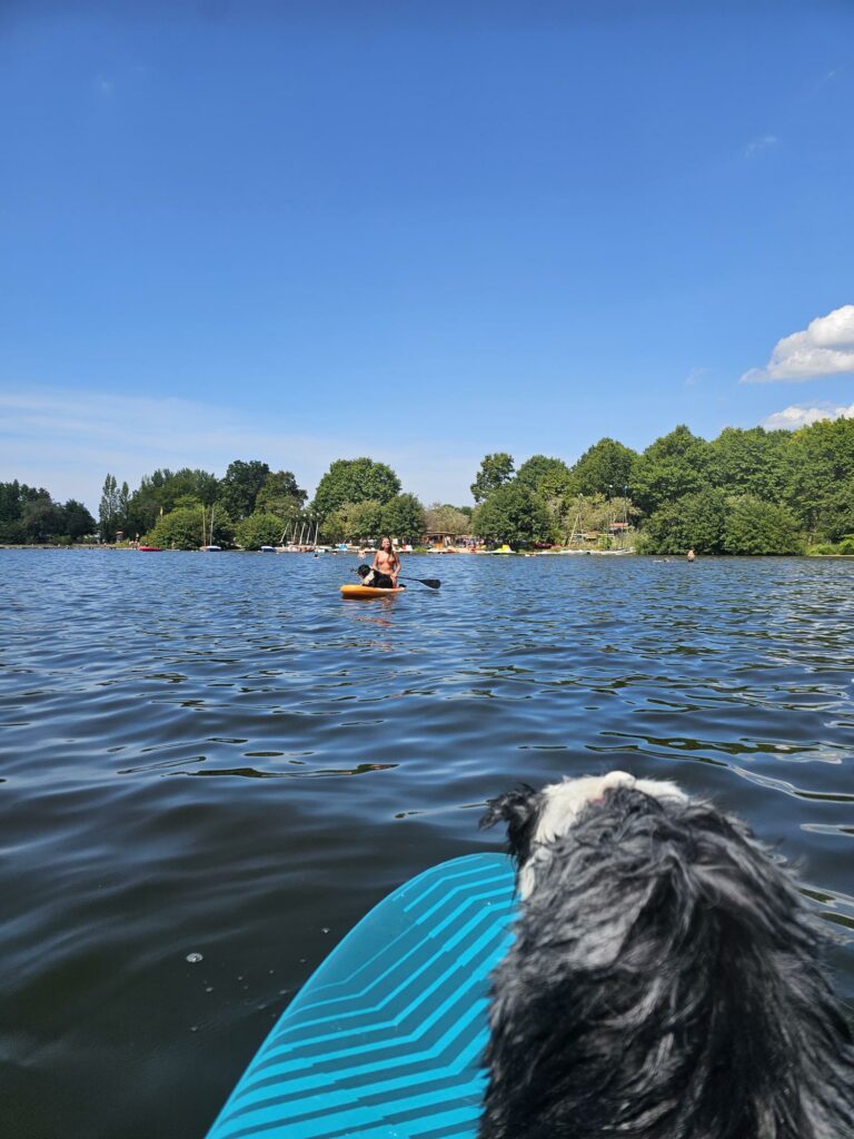 Paddle avec un chien sur le lac de Léon, la rive boisée et les voiliers en arrière-plan